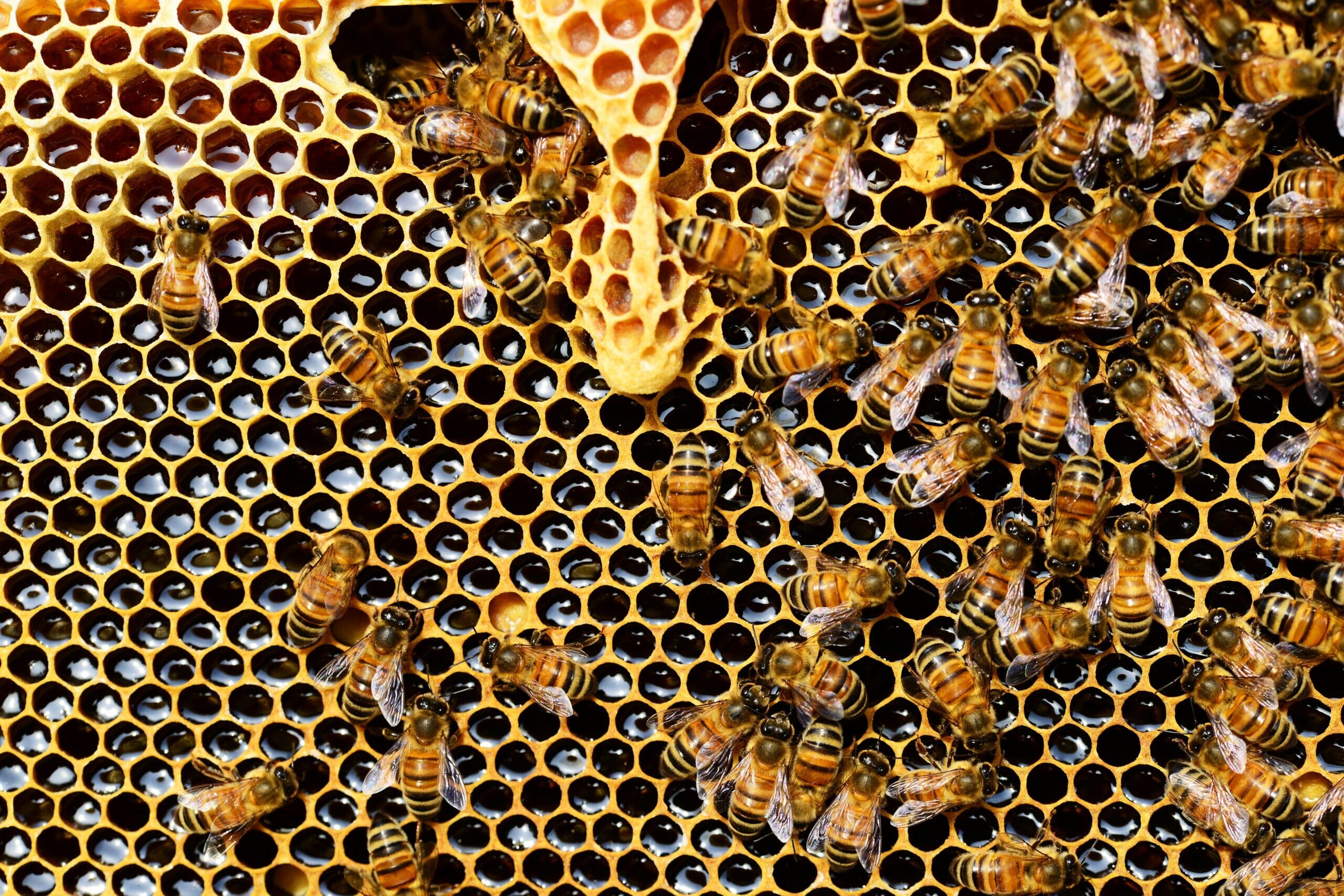 bees-multitude-scaled.jpg?w=1024&h=683&scale
