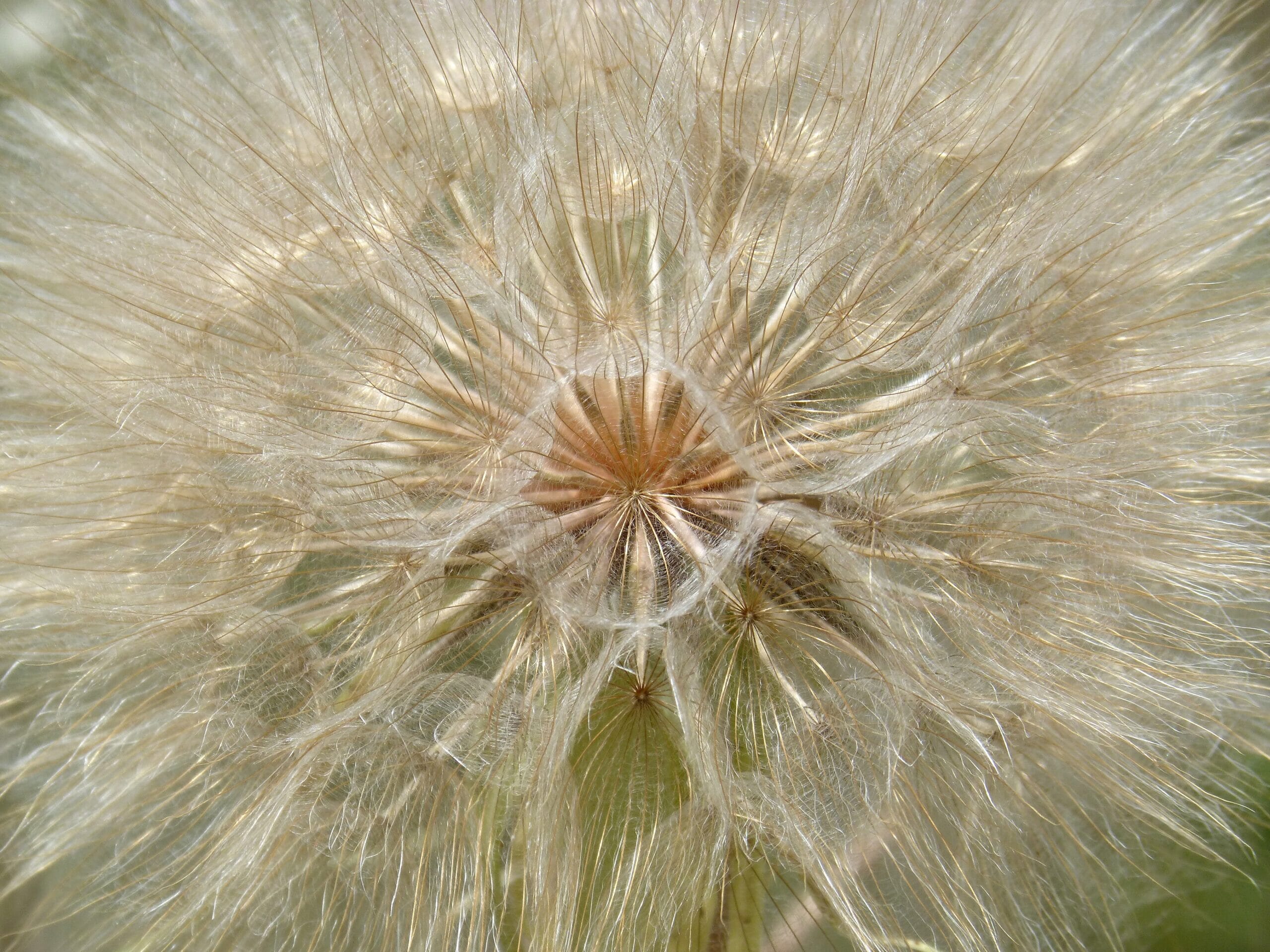 dandelion-1463687-scaled.jpg?w=1024&h=768&scale