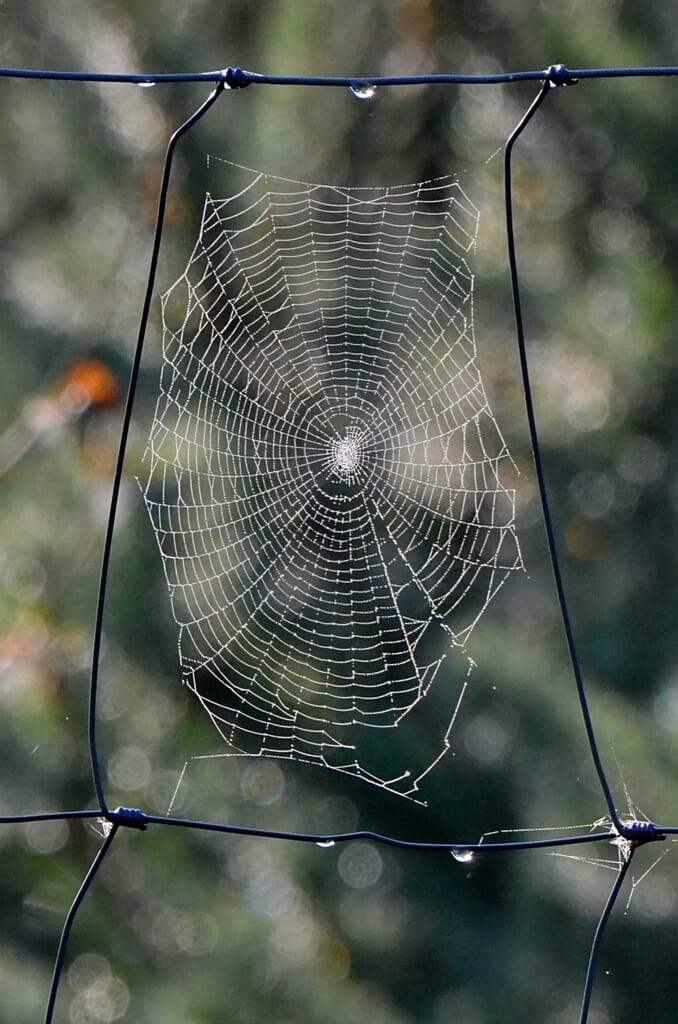 spiderweb-scaled.jpg?w=678&h=1024&scale spiderweb-scaled.jpg?w=678&h=1024&scale